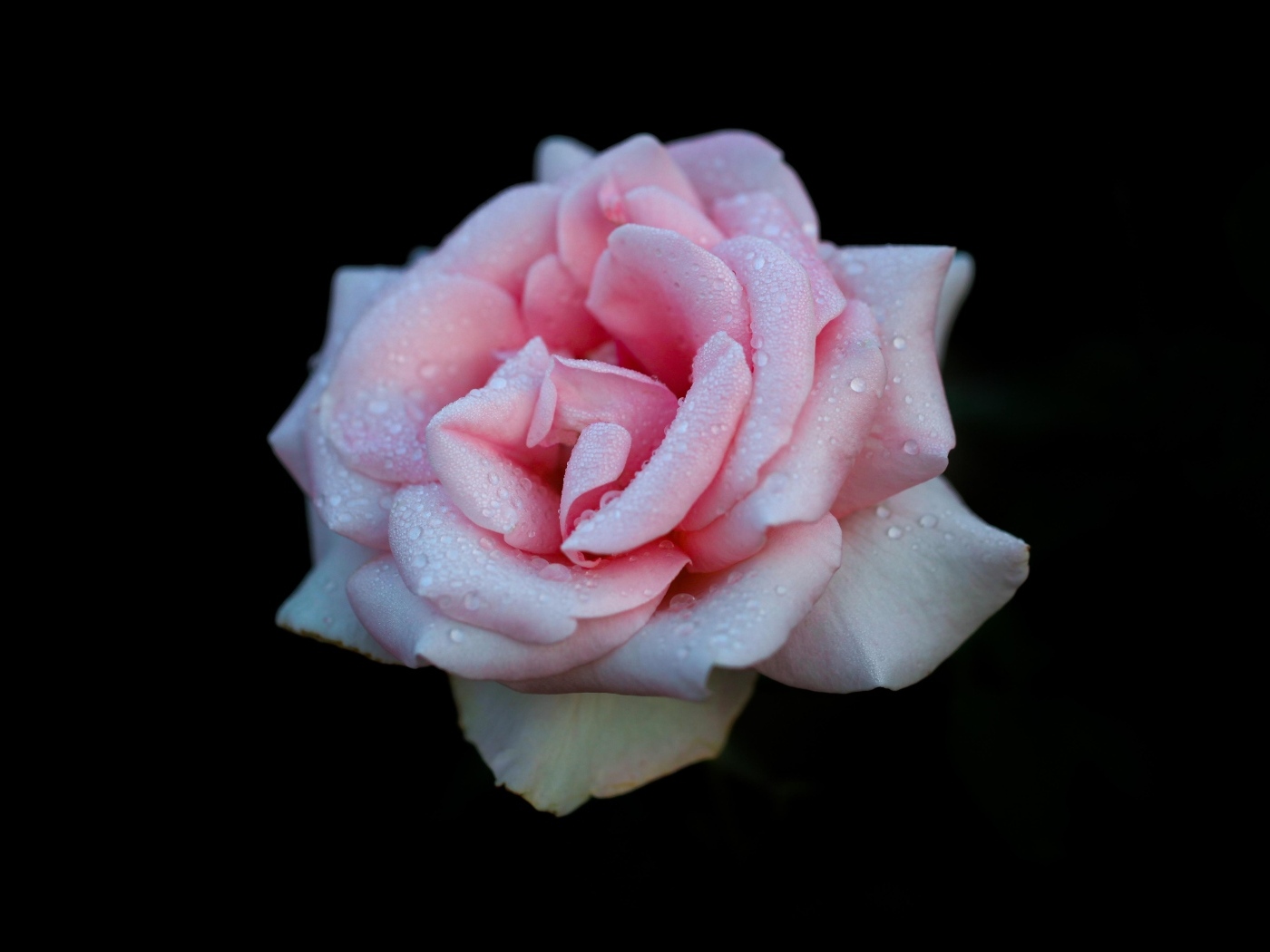 Розовая роза в каплях на черном фоне