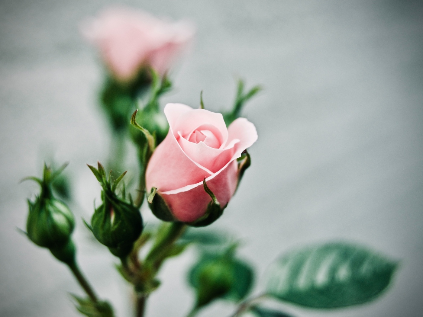 Розовая роза с бутонами на сером фоне