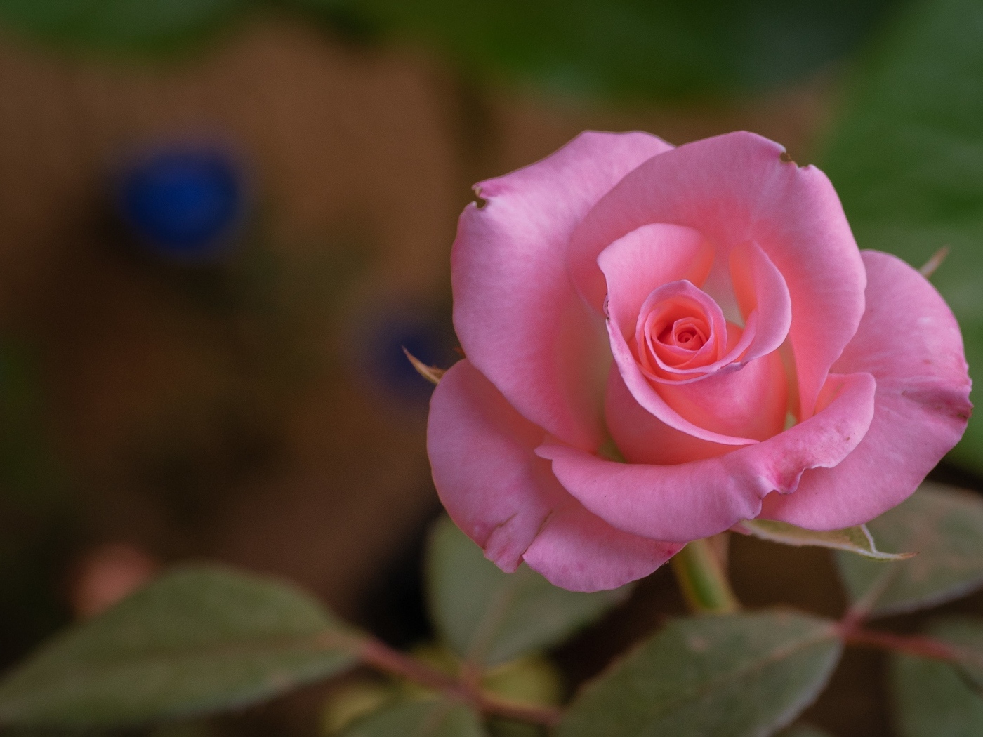 Розовая роза с нежными лепестками