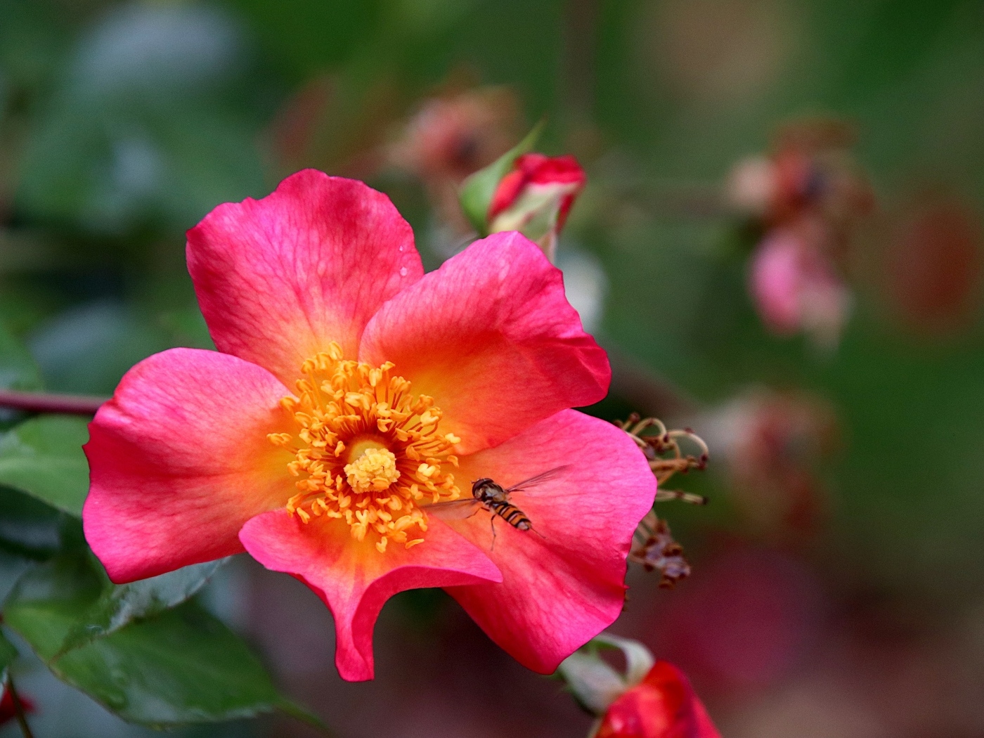 Розовый цветок шиповника с пчелой