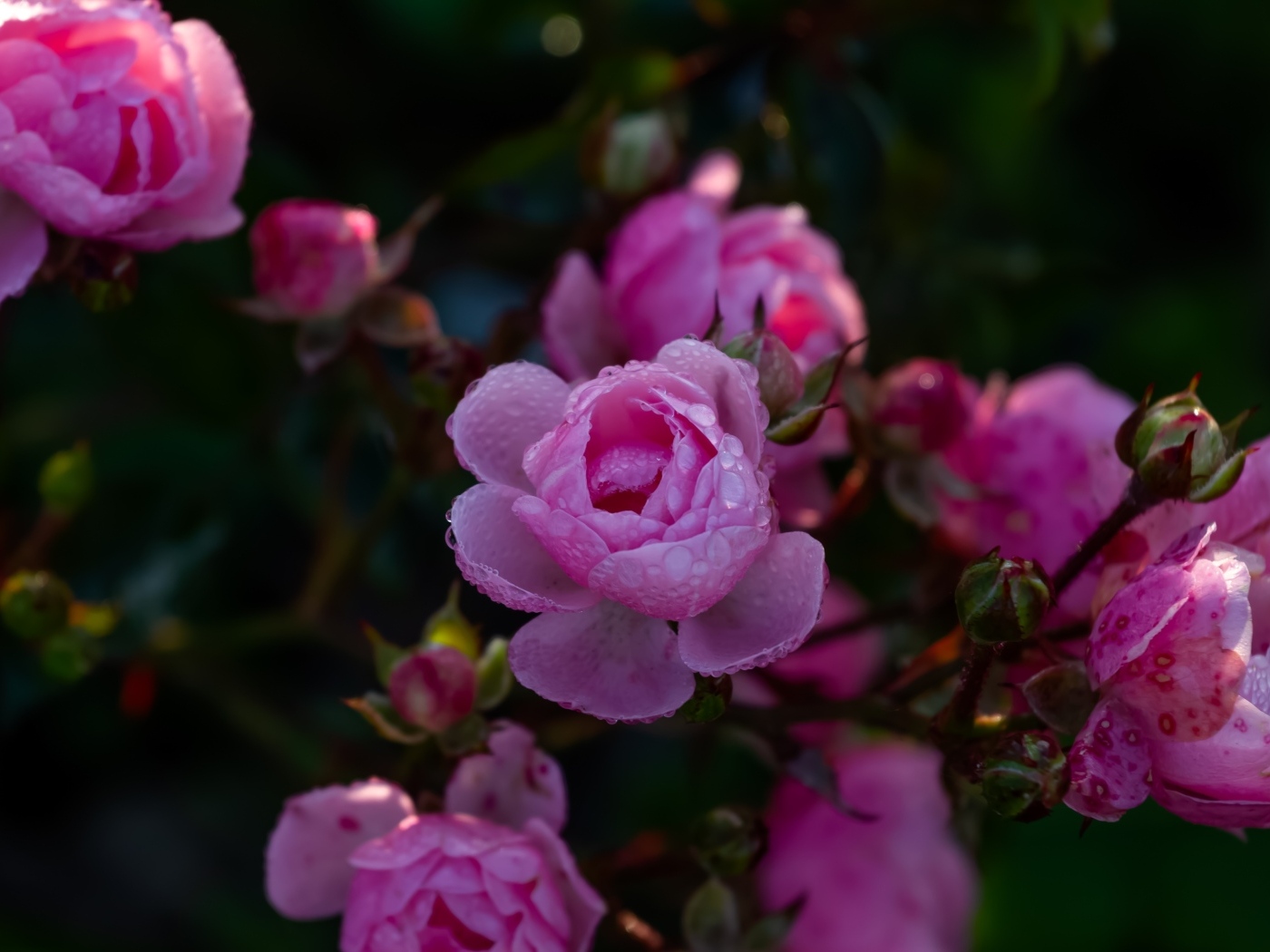 Розовые розы с бутонами в каплях росы