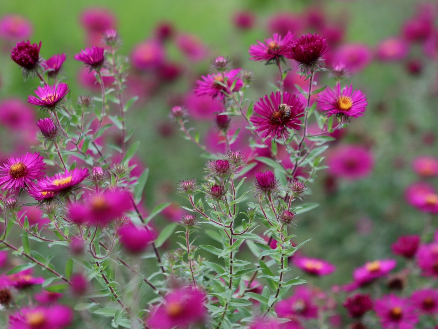 Розовые цветы сентябринка в саду