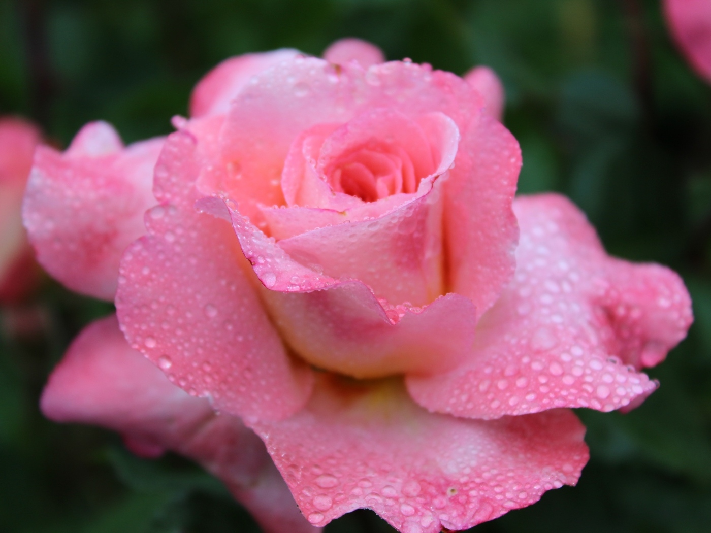 Розовая чайная роза в каплях дождя