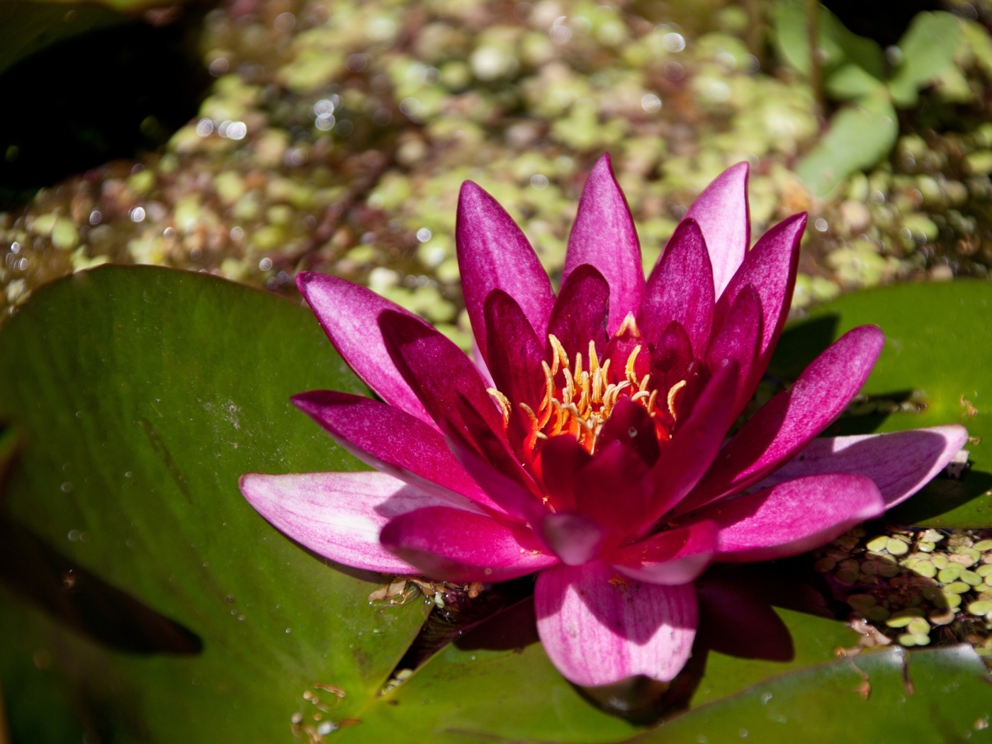 Розовая водяная лилия в пруду с большими листьями