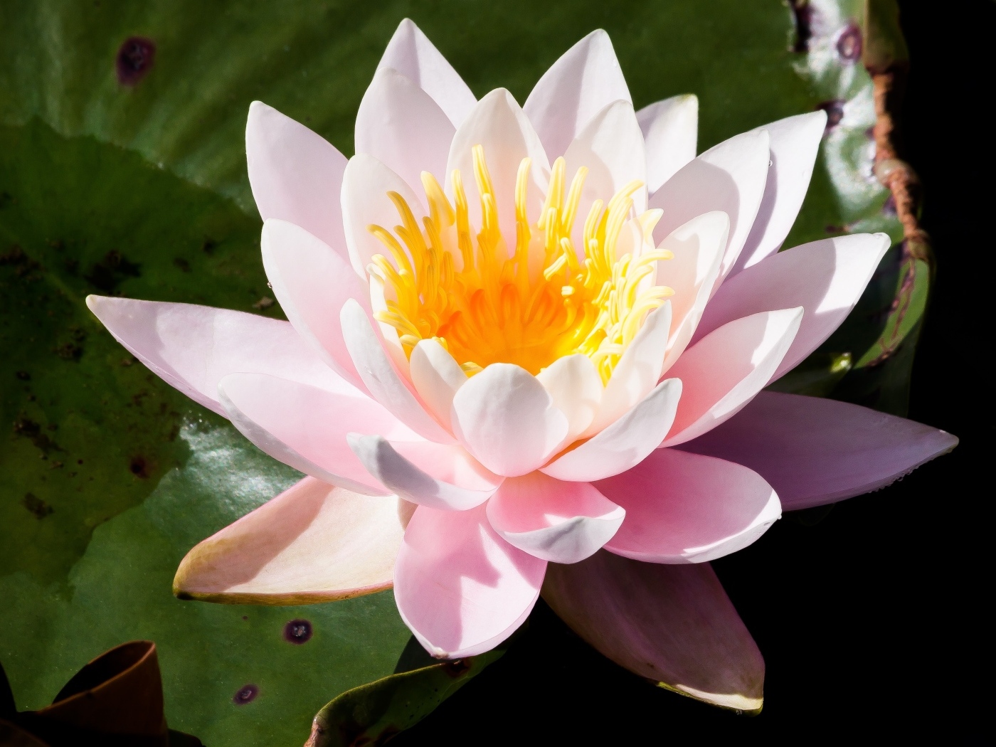 Розовая кувшинка в озере крупным планом