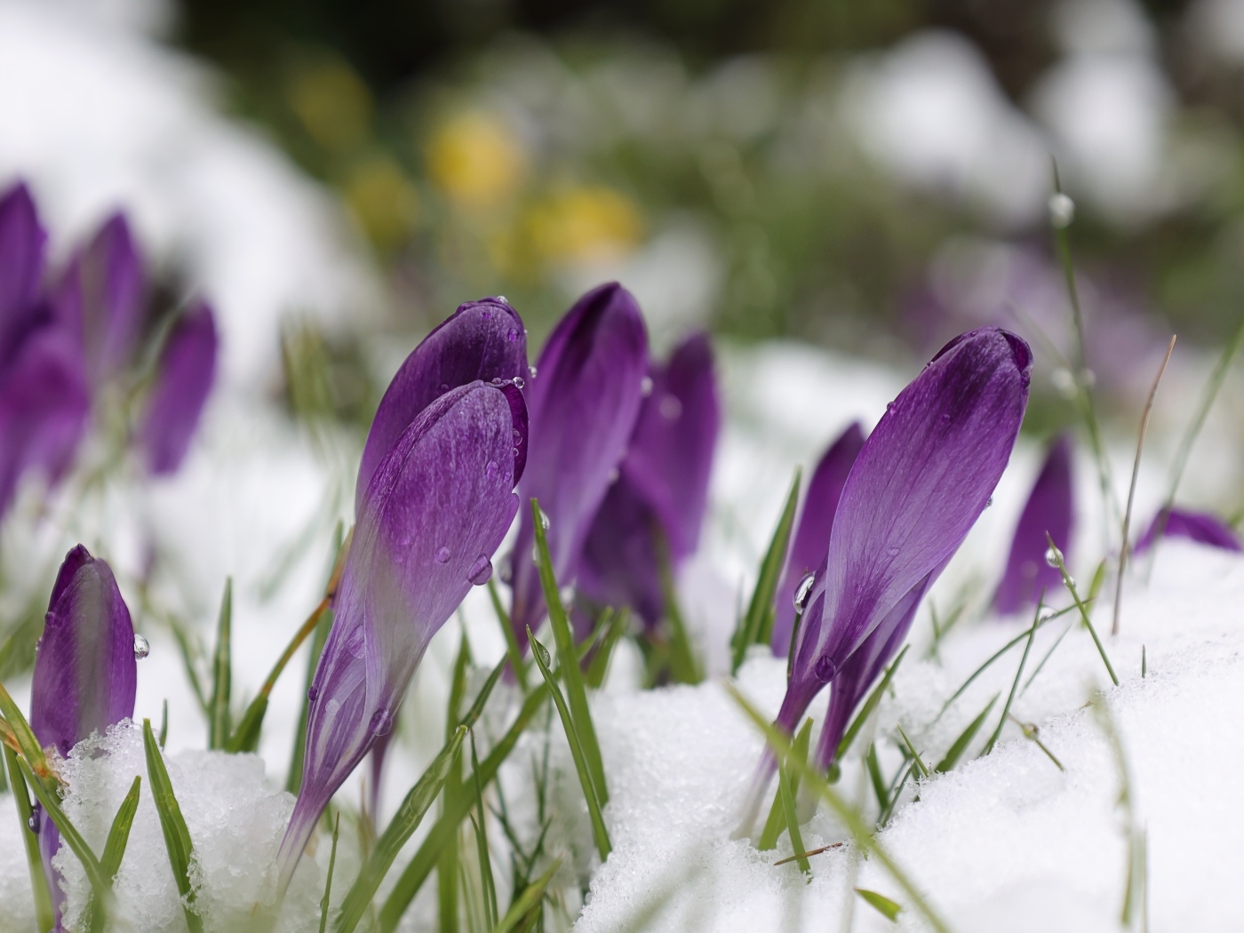 Фиолетовые крокусы в белом холодном снегу весной