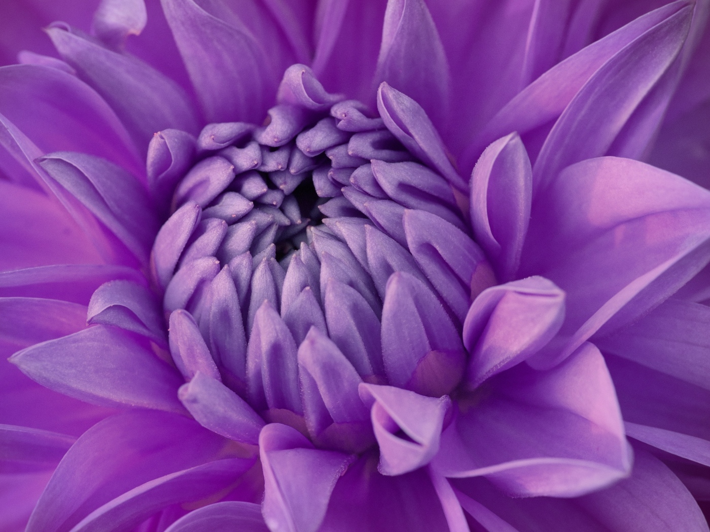 Фиолетовый цветок георгина крупным планом