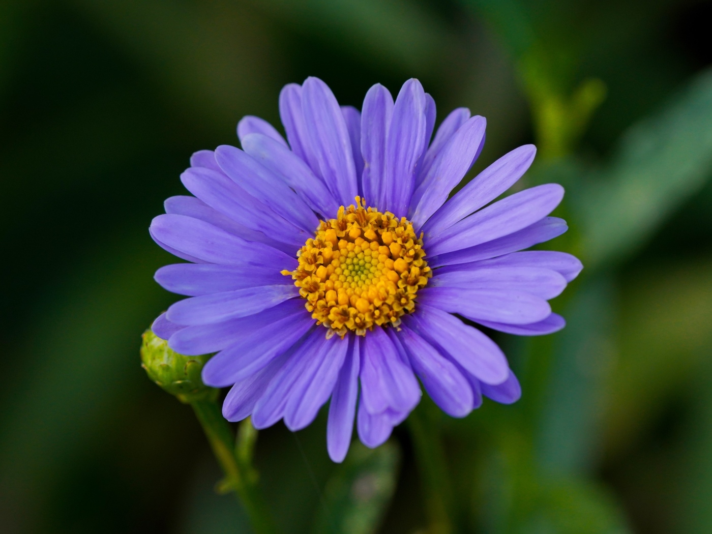 Фиолетовый цветок садовой астры