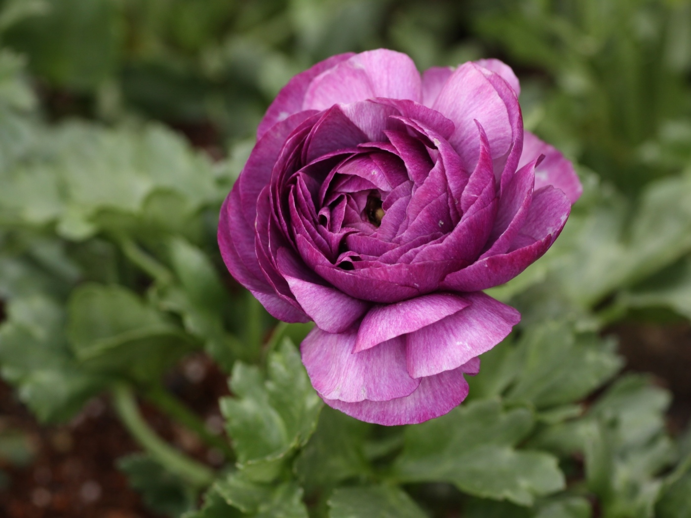 Фиолетовый цветок лютика крупным планом