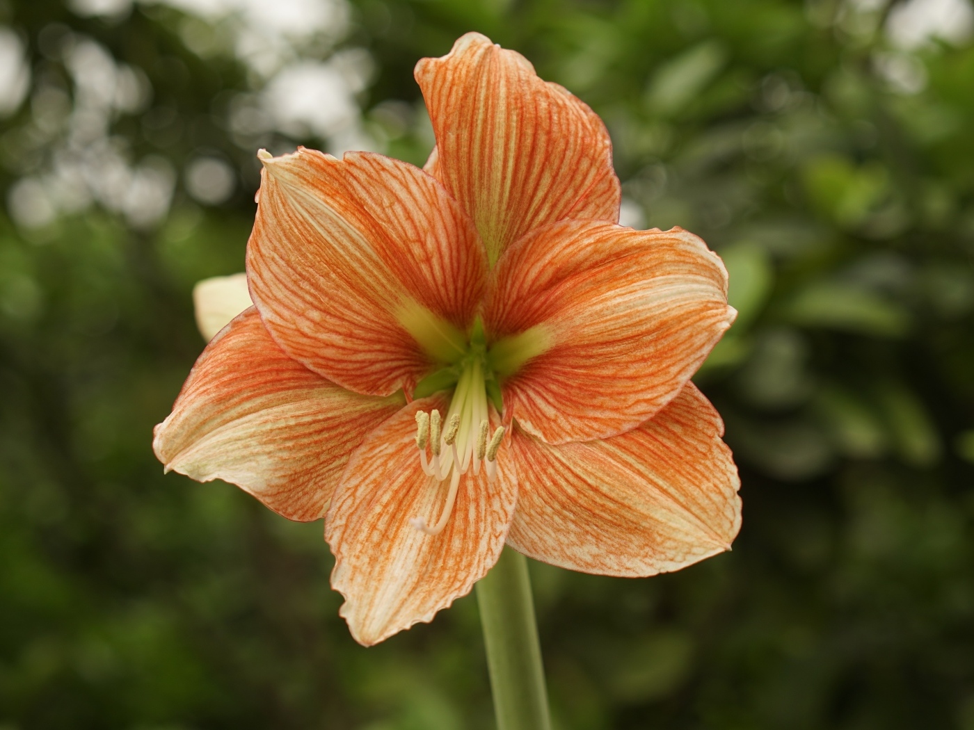 Красный цветок амариллиса крупным планом