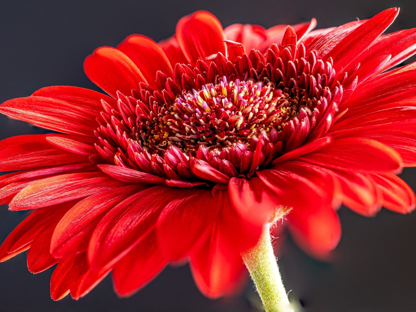 Красный красивый цветок герберы крупным планом
