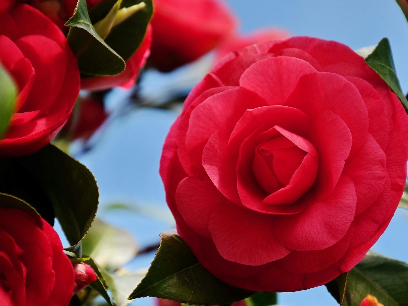 Красные цветы камелии крупным планом