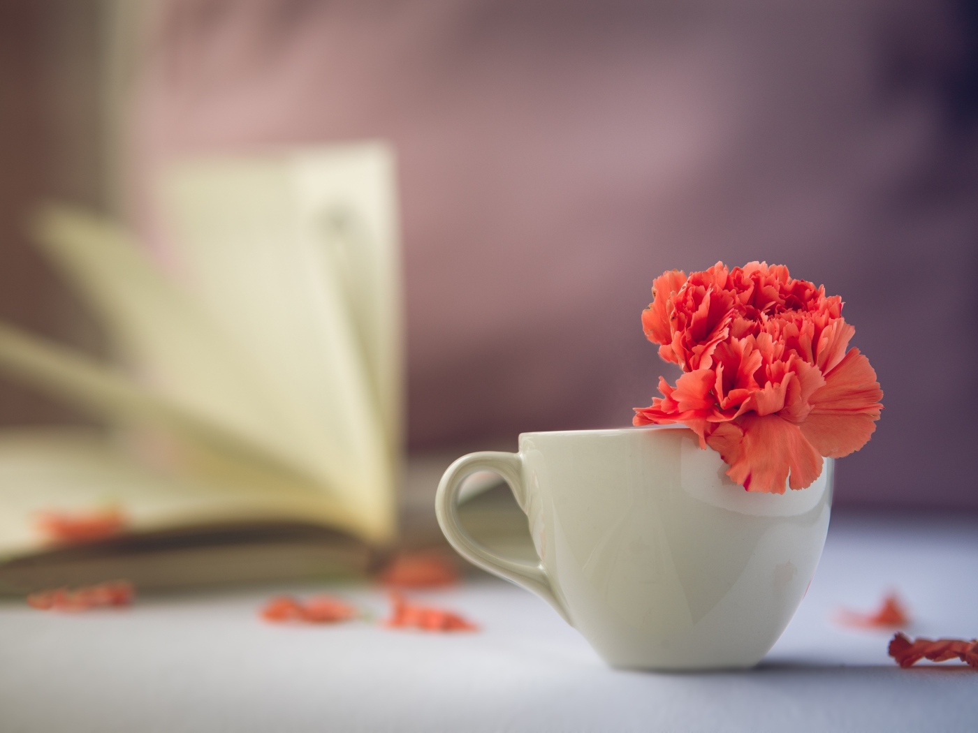 Красный цветок гвоздики в белой чашке