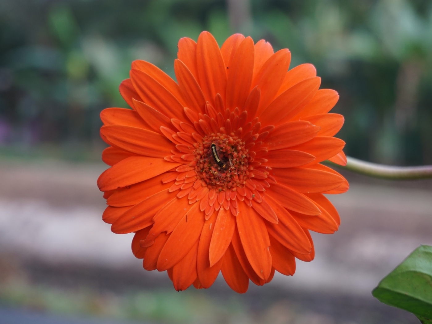 Красная нежная гербера с тонким стеблем