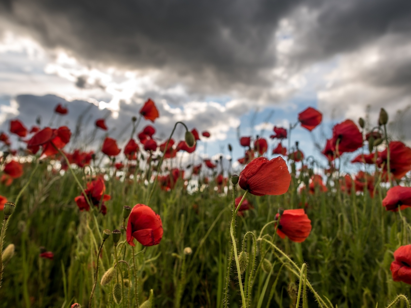 Красный полевой мак под грозовым небом