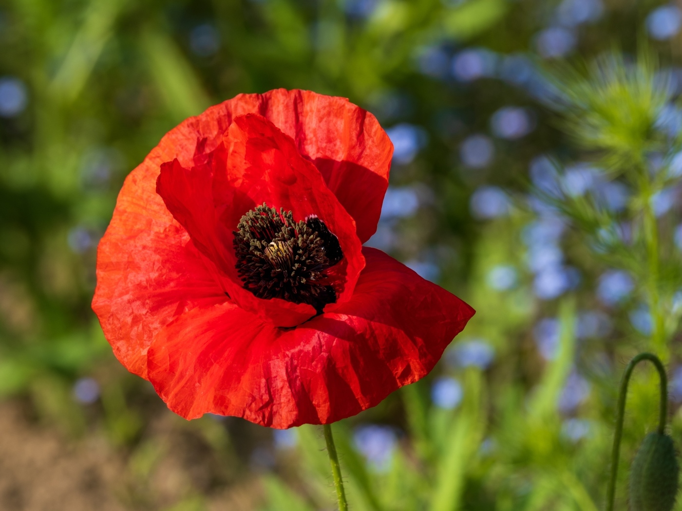 Красный полевой мак с черной серединкой