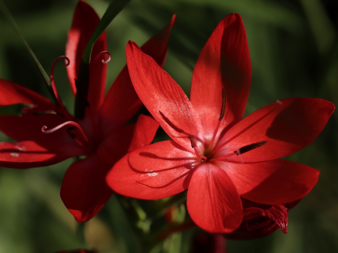 Красные цветы hesperantha семейства ирисовых