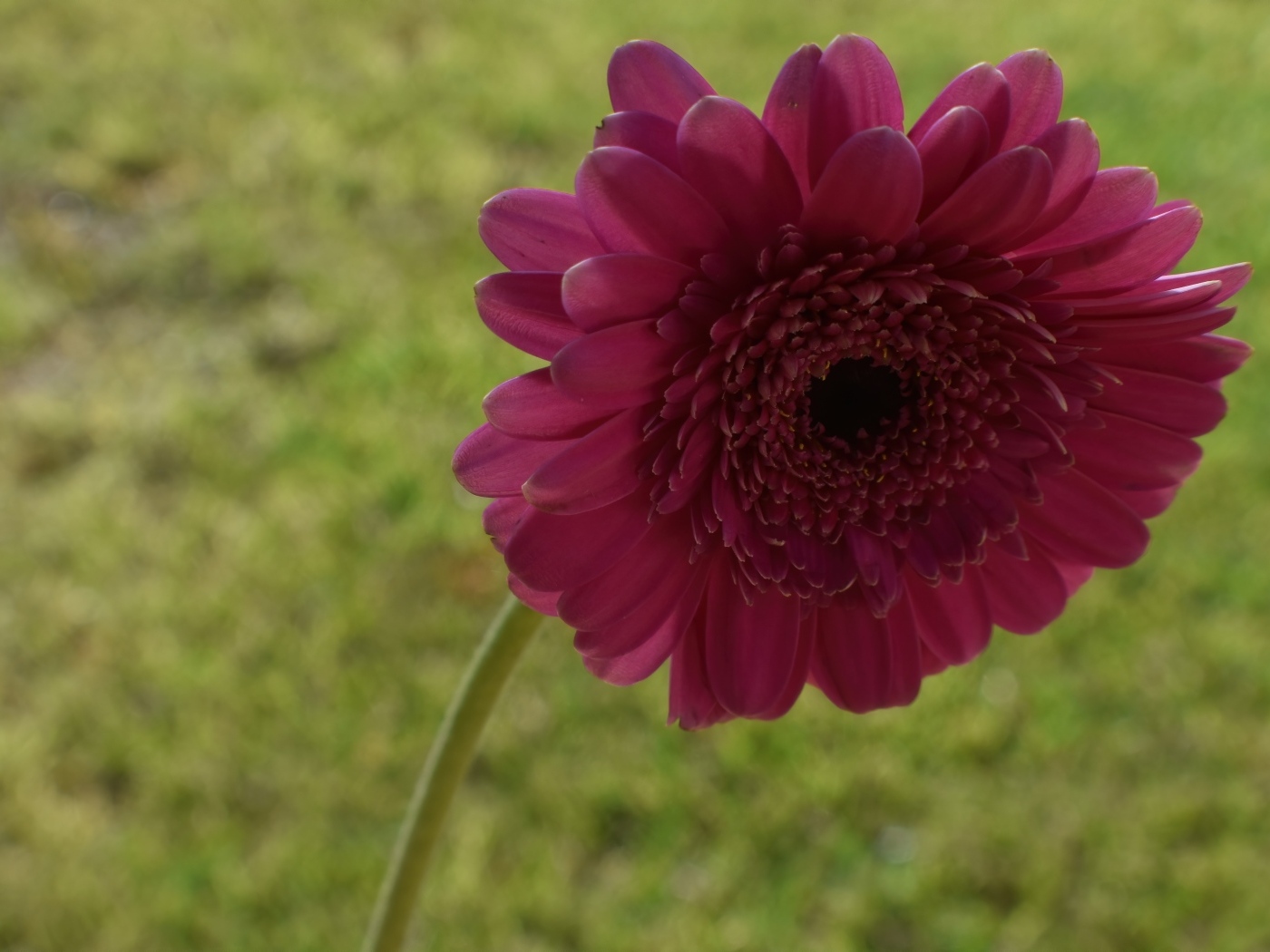 Красная гербера крупным планом