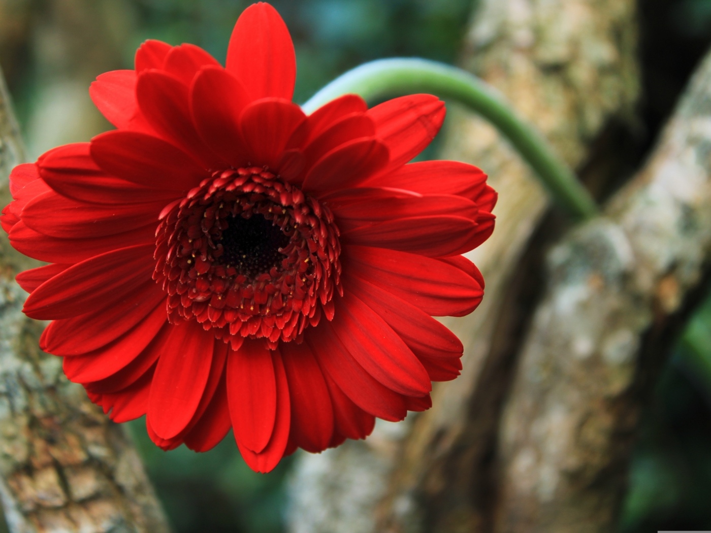 Красный цветок герберы на дереве