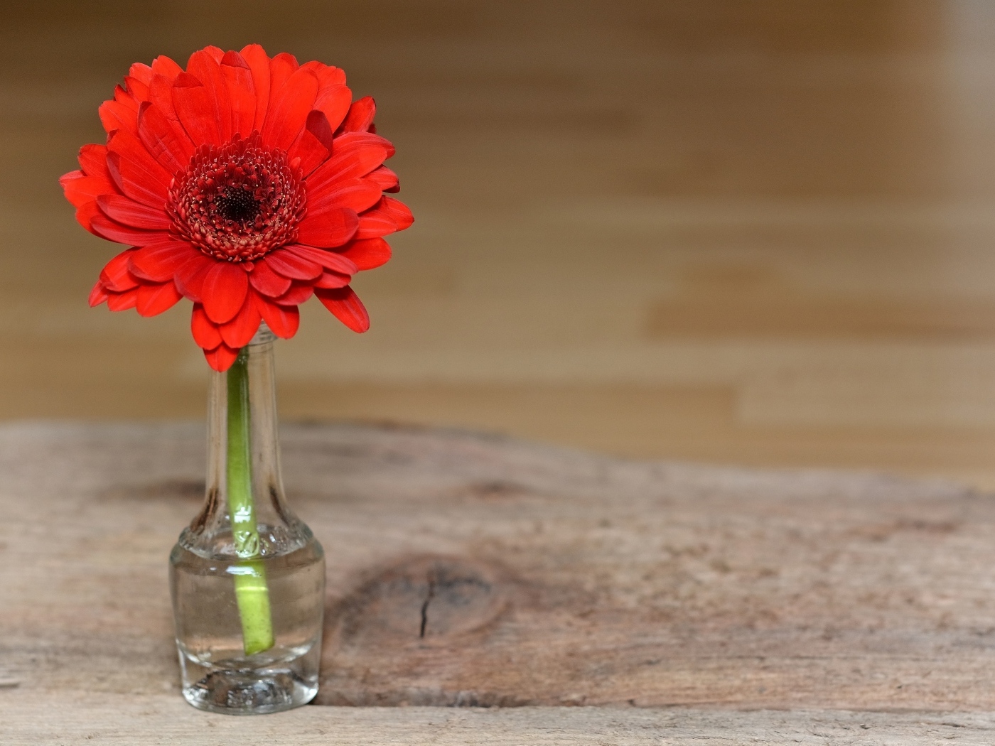 Красная гербера в стеклянной бутылке