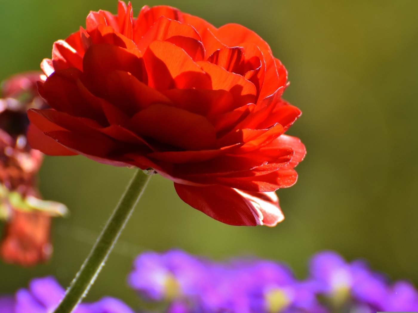 Красный пышный цветок лютика