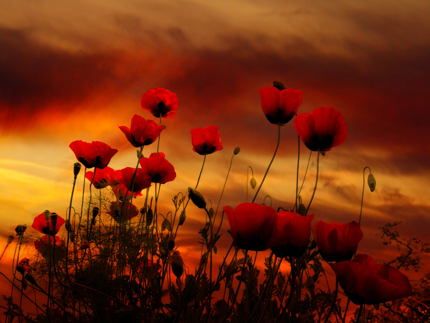 Красные маки на фоне неба на закате