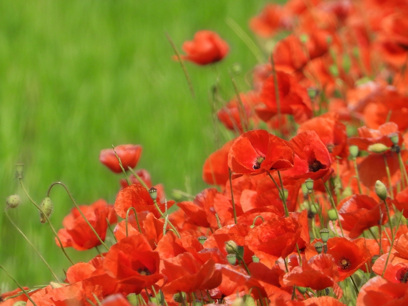 Красные маки на поле в зеленой траве летом