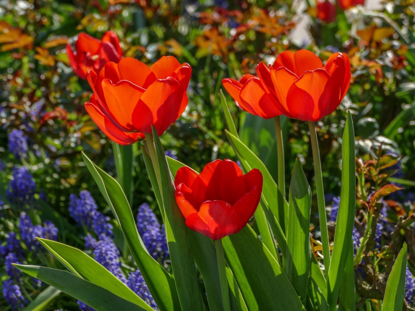 Красные весенние тюльпаны на клумбе
