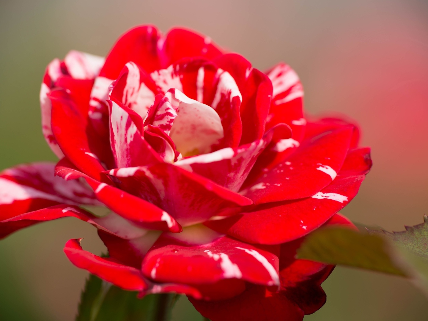 Красный с белым цветок розы крупным планом