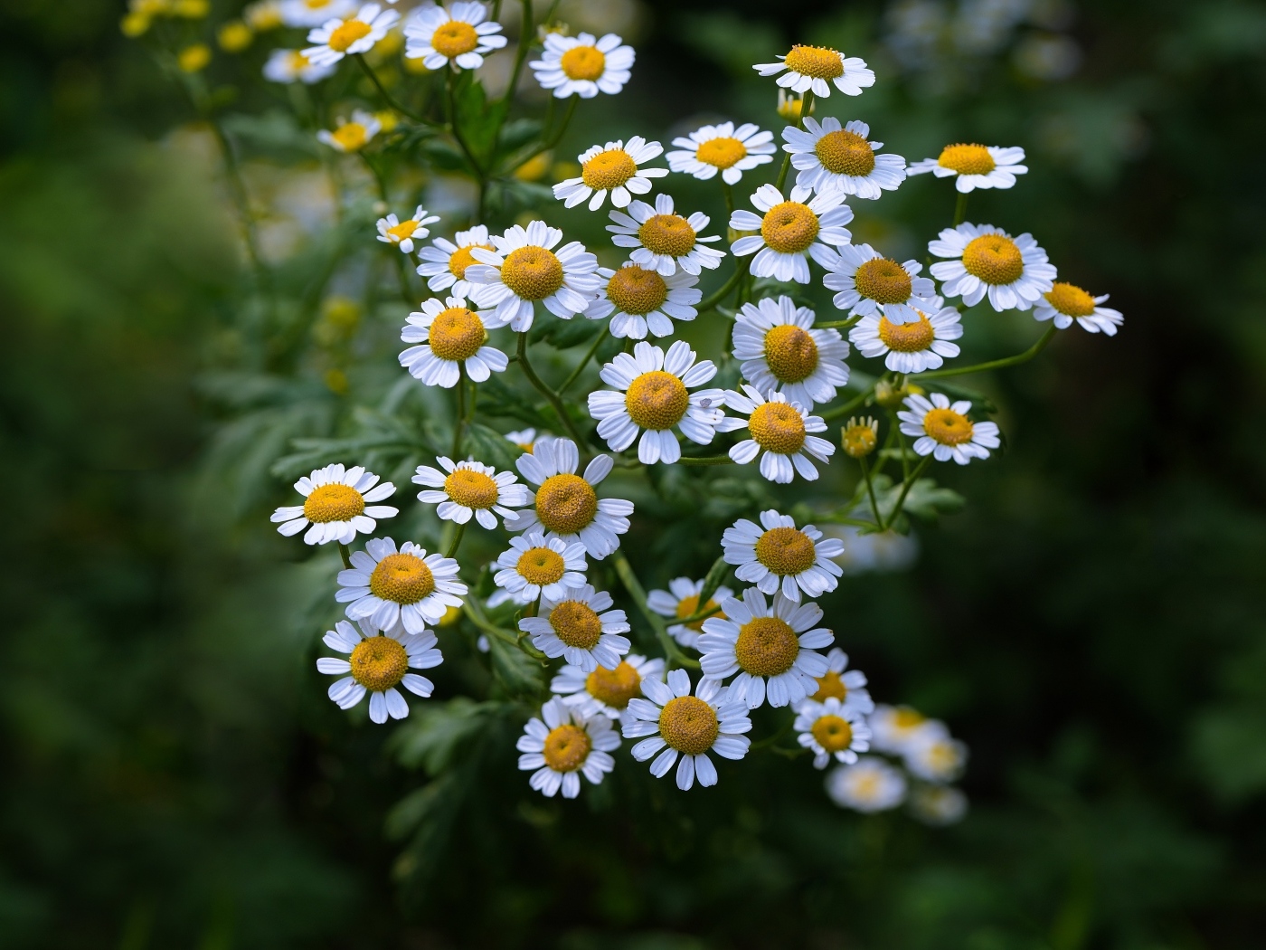 Мелкие цветы садовой ромашки