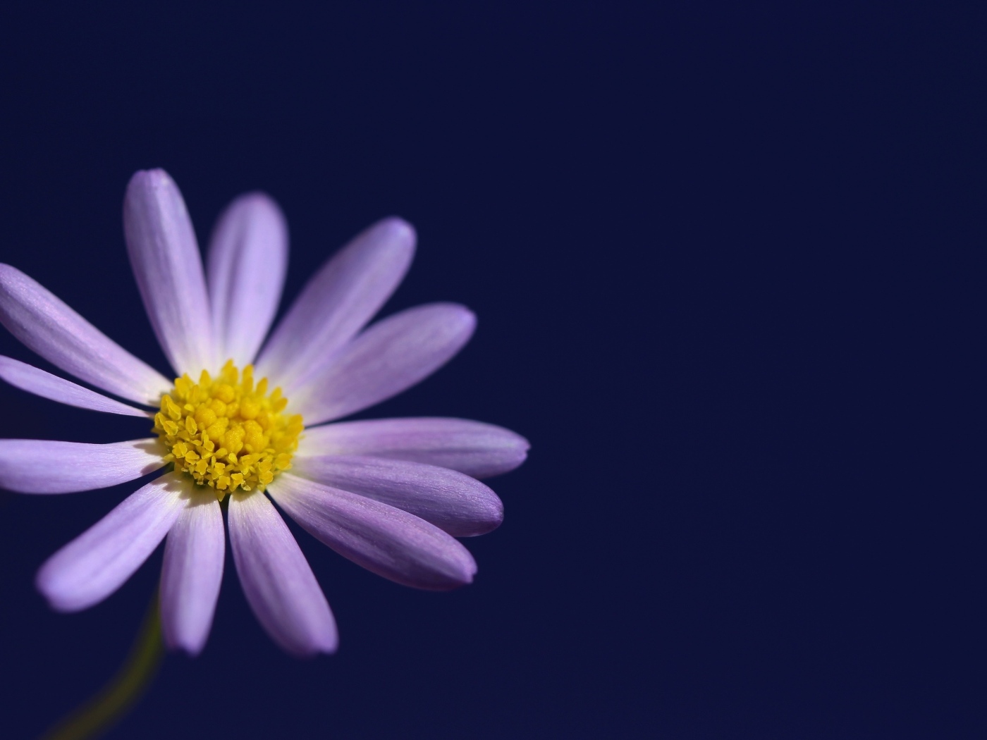 Маленький белый цветок ромашки на синем фоне