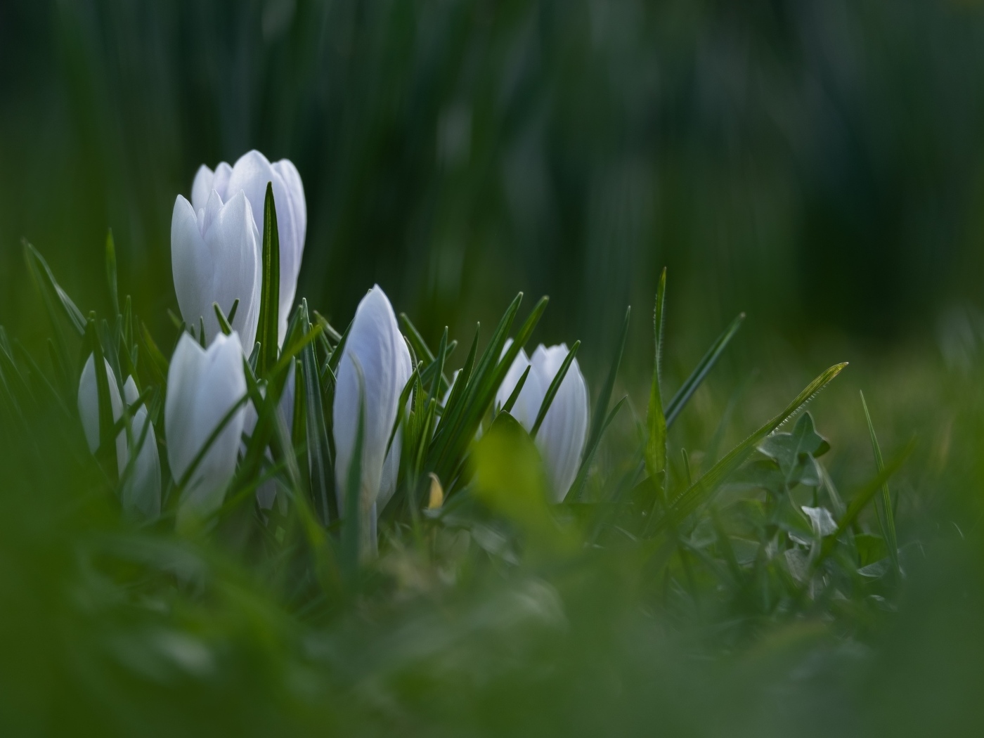 Маленькие белые цветы крокуса пробиваются в зеленой траве