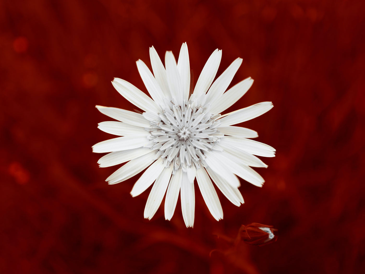Маленький белый цветок на красном фоне