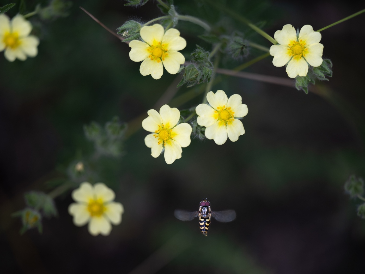 Маленькие желтые цветы лапчатка 