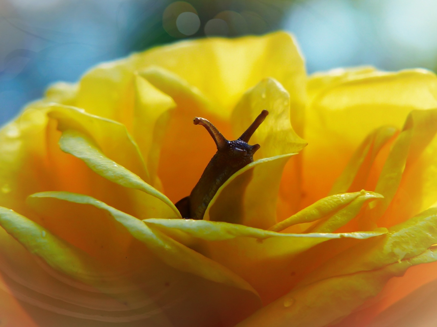 Улитка прячется в цветке желтой розы