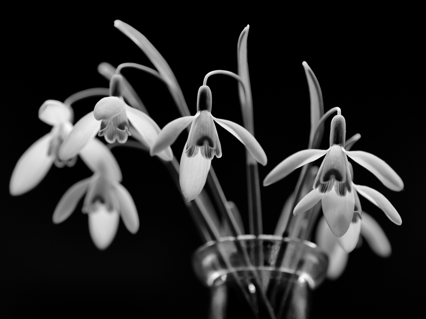 Подснежники в стеклянной вазе черно-белое фото
