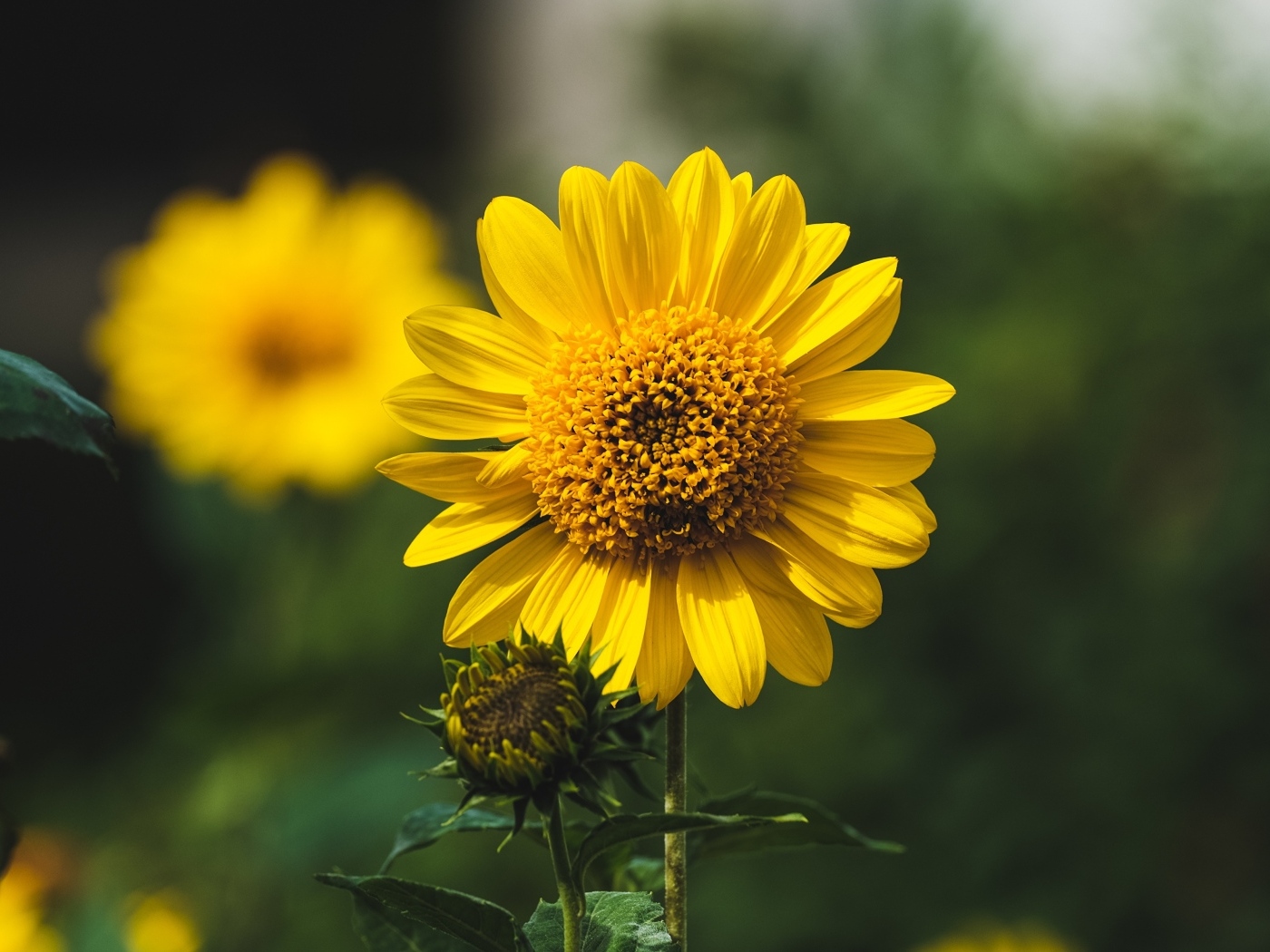 Подсолнух с бутонами крупным планом