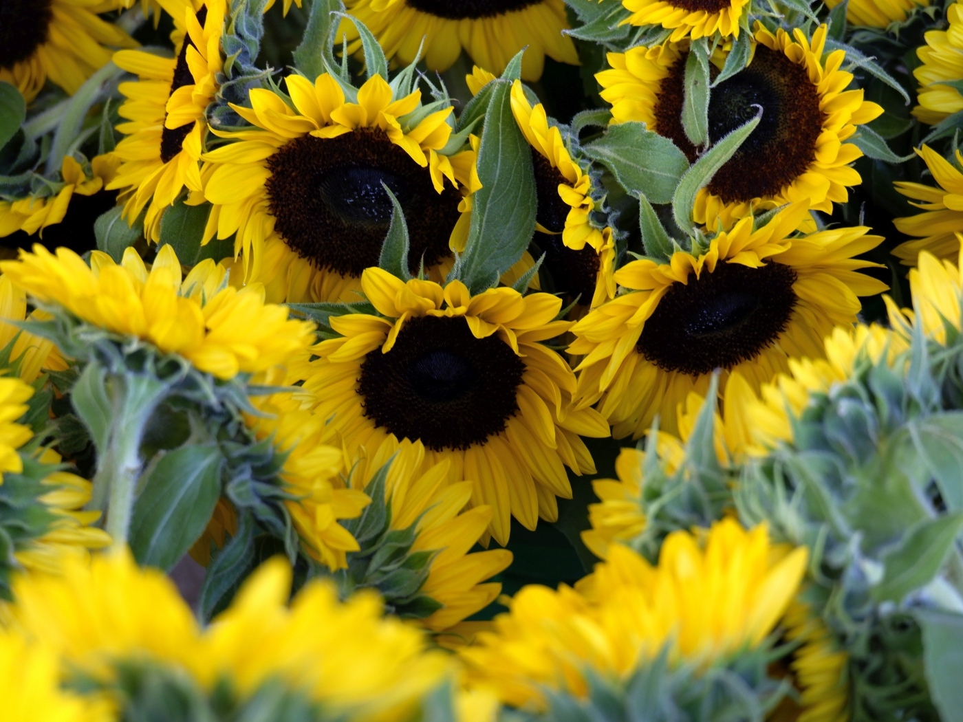 Подсолнухи цветут на поле летом