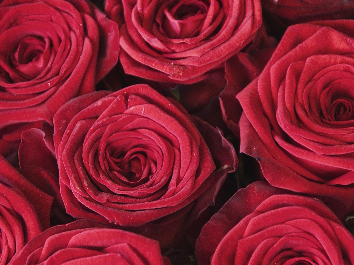 Махровые цветы красной розы