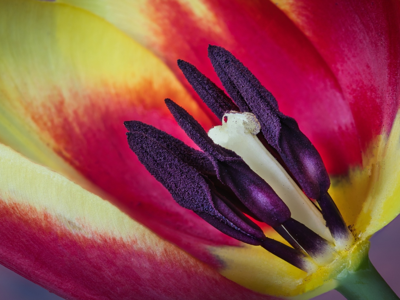 Серединка красивого тюльпана крупным планом