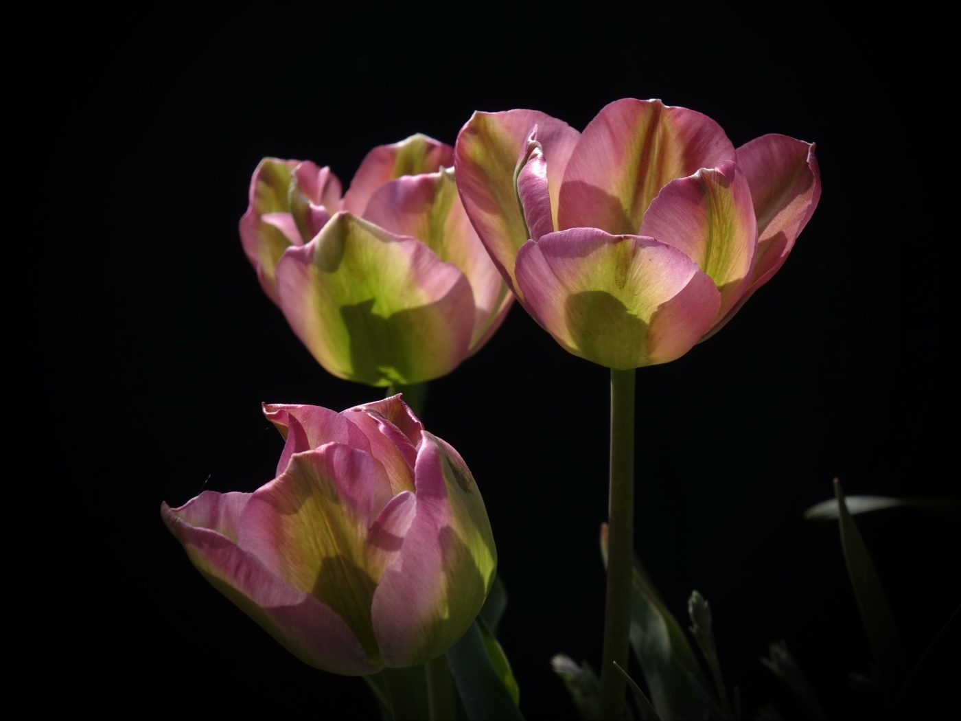 Три настоящих розовых тюльпана на черном фоне