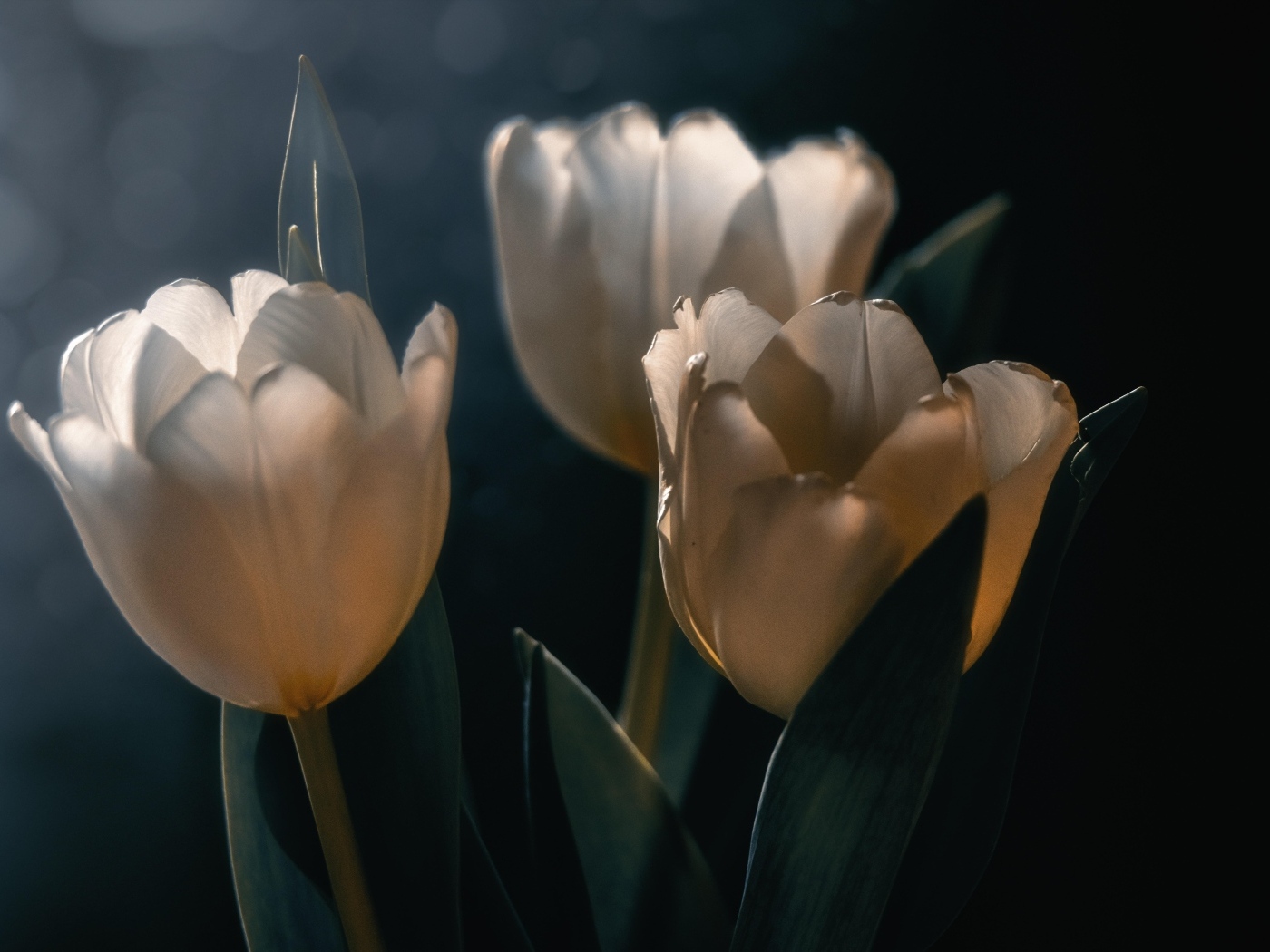 Три белых тюльпана с зелеными листьями  на черном фоне