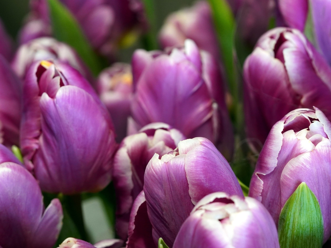 Верхушки фиолетовых тюльпанов на клумбе