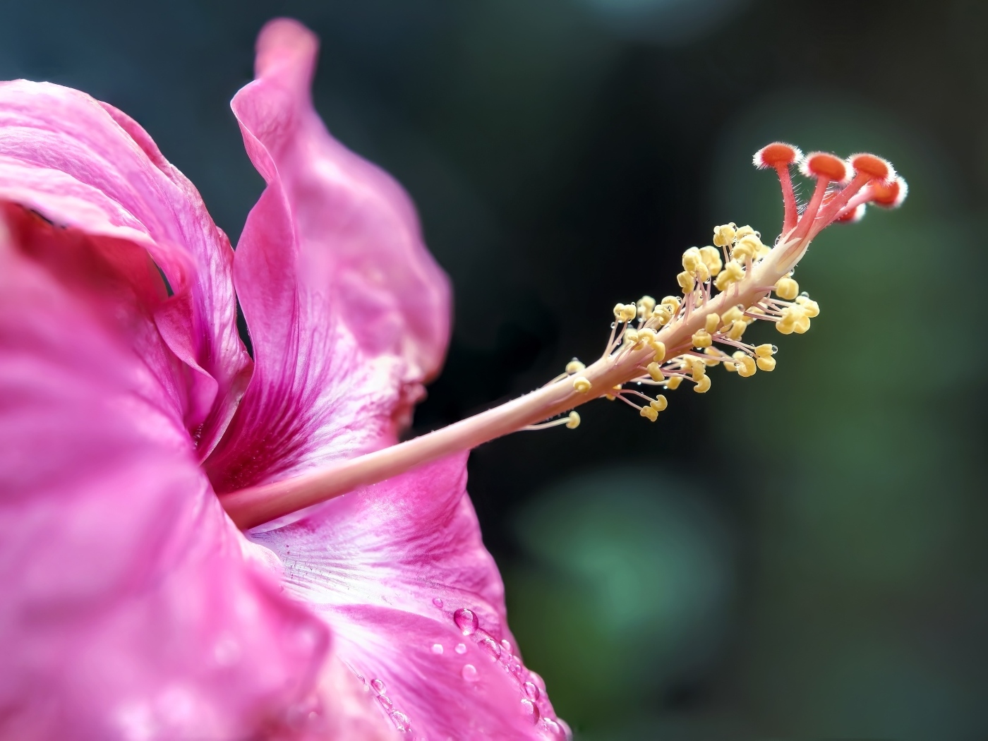 Тропический розовый цветок гибискуса крупным планом