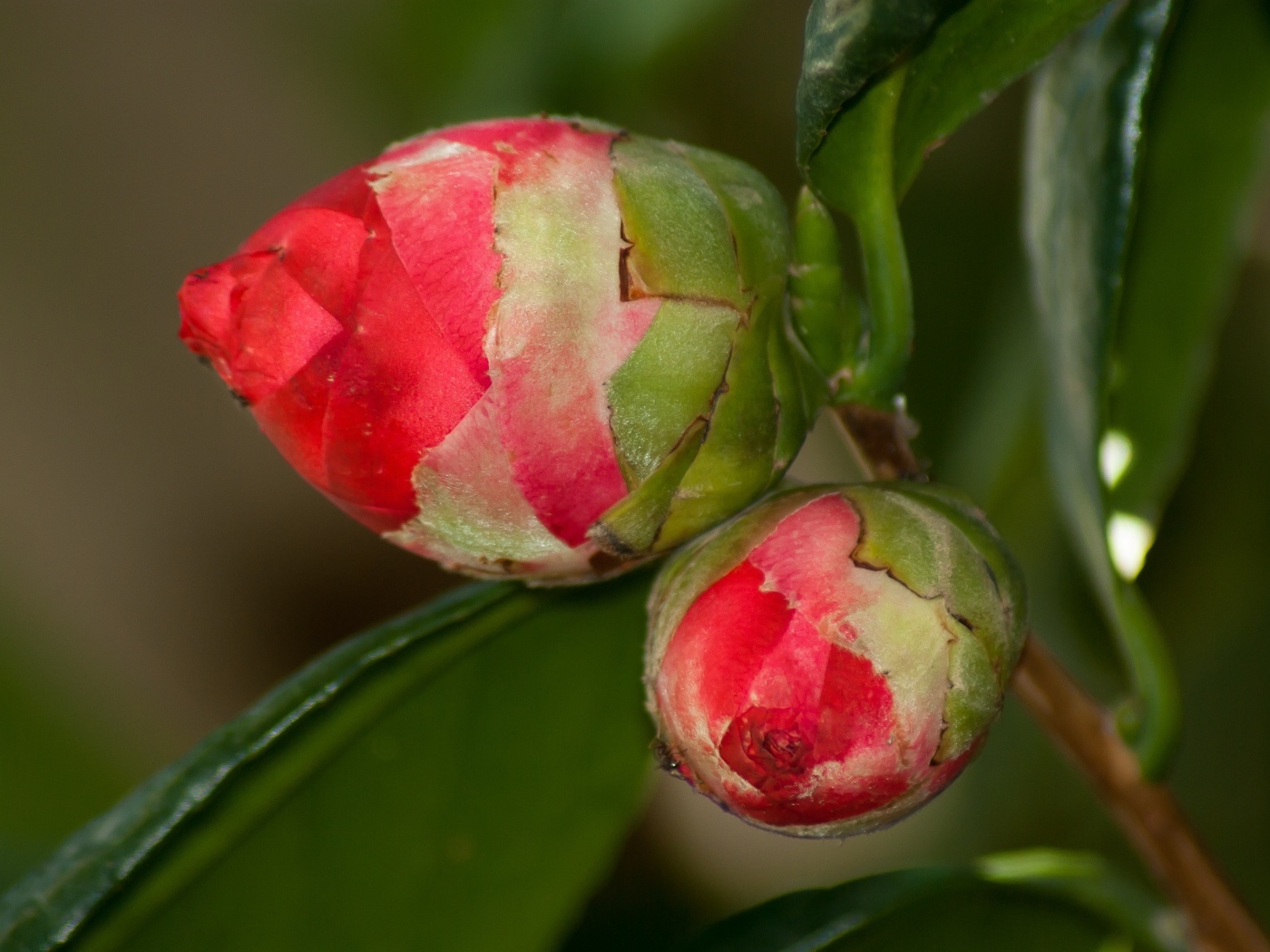 Два бутона красных цветов камелии