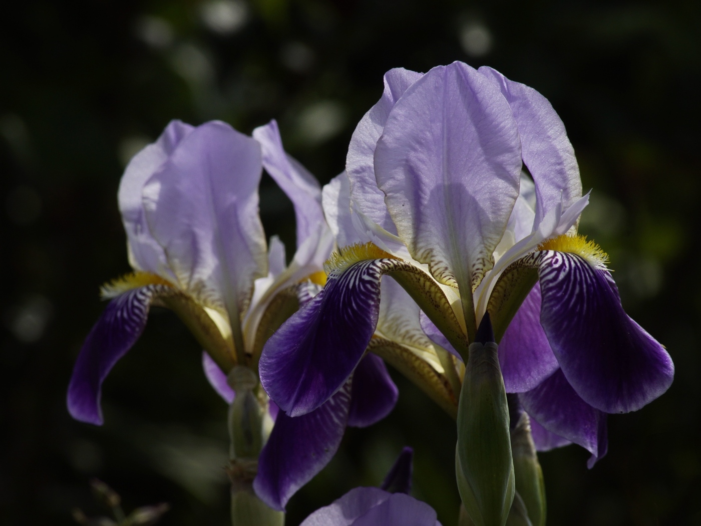 Два цветка ириса на клумбе