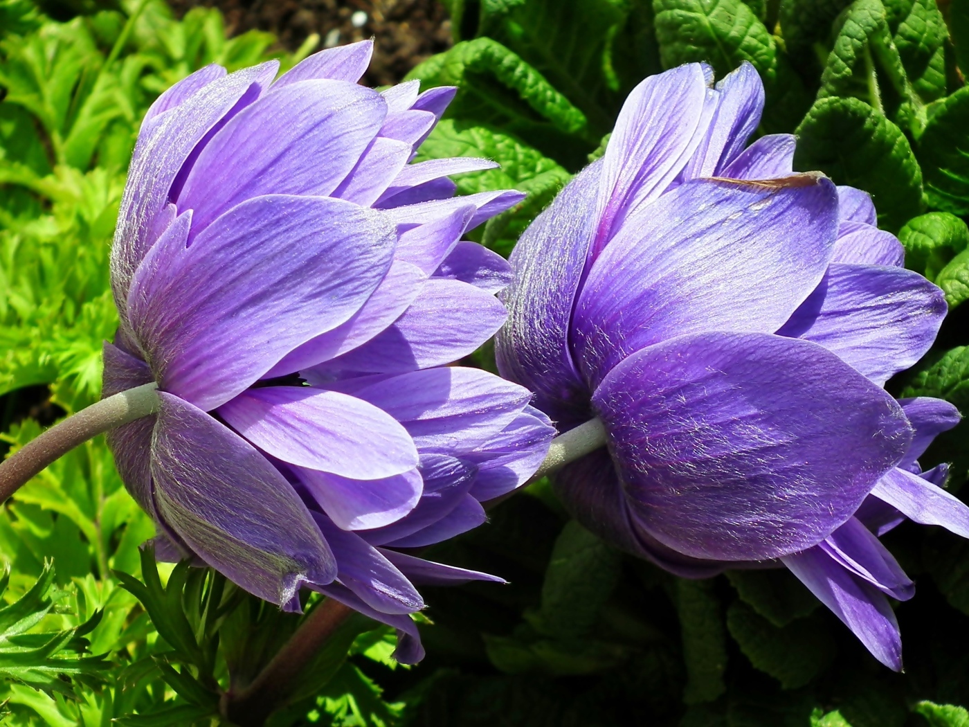 Два сиреневых цветка анемоны крупным планом