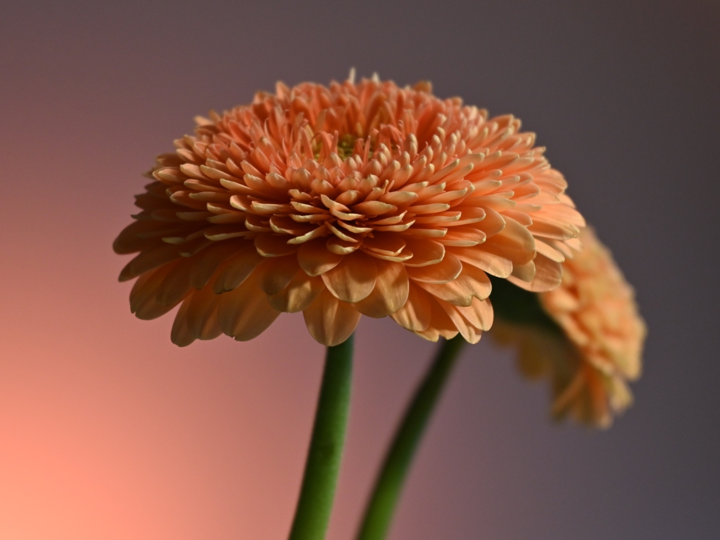 Два пышных цветка герберы крупным планом