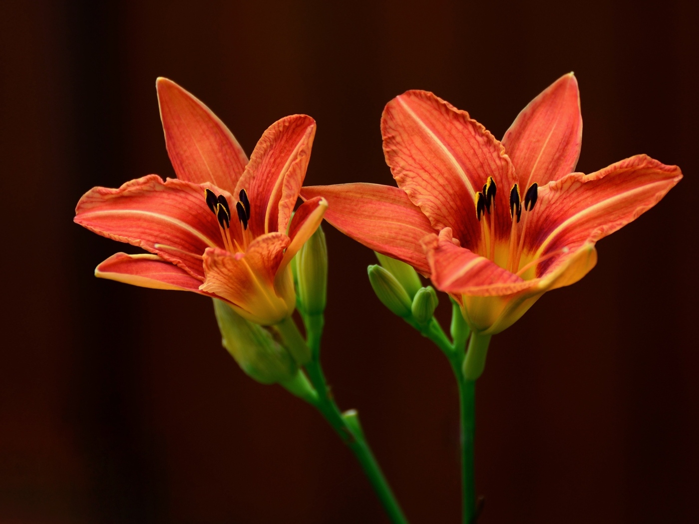 Два оранжевых цветка лилии на коричневом фоне