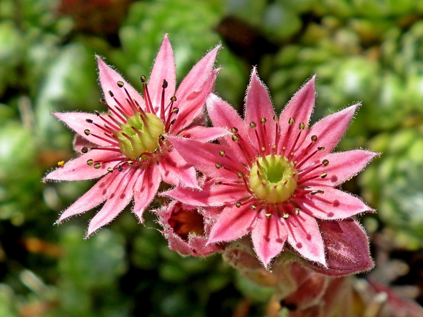 Два розовых цветка крупным планом